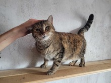 PENNY, Katze, Europäisch Kurzhaar in Bulgarien