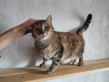 PENNY, Katze, Europäisch Kurzhaar in Köln