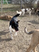 GIZMO, Hund, Mischlingshund in Rumänien - Bild 4