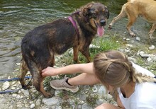 HERA, Hund, Mischlingshund in Griechenland - Bild 12