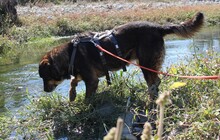 HERA, Hund, Mischlingshund in Griechenland - Bild 3