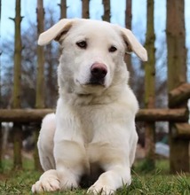 WHITY, Hund, Mischlingshund in Mengkofen - Bild 1