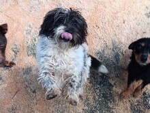 QUITTE, Hund, Mischlingshund in Portugal
