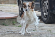 MAUSI, Hund, Mischlingshund in Italien - Bild 5