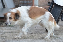 MAUSI, Hund, Mischlingshund in Italien - Bild 6