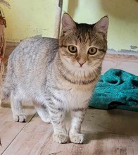 ROSI, Katze, Europäisch Kurzhaar in Bulgarien - Bild 5