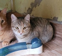 ROSI, Katze, Europäisch Kurzhaar in Bulgarien - Bild 6