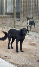 INDIANA, Hund, Mischlingshund in Portugal - Bild 2