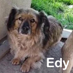 EDY, Hund, Mischlingshund in Rumänien