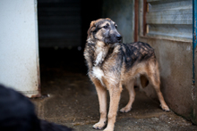 SCONE, Hund, Mischlingshund in Rumänien - Bild 2