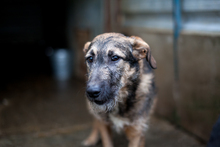 SCONE, Hund, Mischlingshund in Rumänien - Bild 3