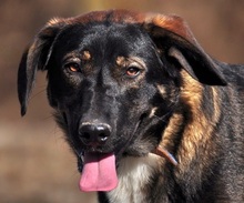 FOGY, Hund, Mischlingshund in Slowakische Republik - Bild 1