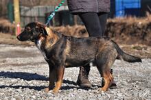 FOGY, Hund, Mischlingshund in Slowakische Republik - Bild 10