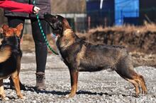 FOGY, Hund, Mischlingshund in Slowakische Republik - Bild 11