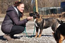 FOGY, Hund, Mischlingshund in Slowakische Republik - Bild 12