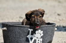 FOGY, Hund, Mischlingshund in Slowakische Republik - Bild 13