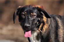 FOGY, Hund, Mischlingshund in Slowakische Republik - Bild 2