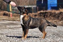 FOGY, Hund, Mischlingshund in Slowakische Republik - Bild 3