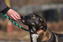 FOGY, Hund, Mischlingshund in Slowakische Republik - Bild 4