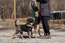 FOGY, Hund, Mischlingshund in Slowakische Republik - Bild 5