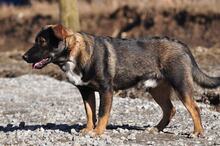 FOGY, Hund, Mischlingshund in Slowakische Republik - Bild 6