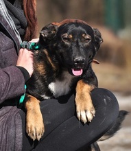 FOGY, Hund, Mischlingshund in Slowakische Republik - Bild 7