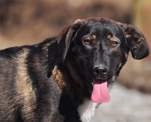 FOGY, Hund, Mischlingshund in Slowakische Republik - Bild 9