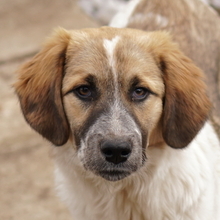 THIA, Hund, Mischlingshund in Griechenland - Bild 1