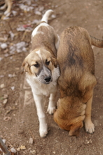 THIA, Hund, Mischlingshund in Griechenland - Bild 2