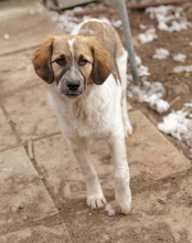 THIA, Hund, Mischlingshund in Griechenland - Bild 3