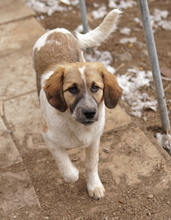 THIA, Hund, Mischlingshund in Griechenland - Bild 4