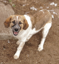 THIA, Hund, Mischlingshund in Griechenland - Bild 5