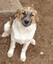 THIA, Hund, Mischlingshund in Griechenland - Bild 6