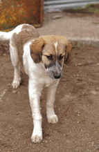 THIA, Hund, Mischlingshund in Griechenland - Bild 7