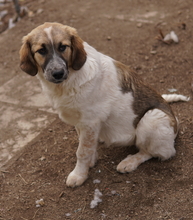 THIA, Hund, Mischlingshund in Griechenland - Bild 8