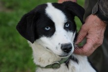 LENCO, Hund, Mischlingshund in Lohra-Reimershausen - Bild 1