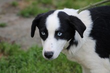 LENCO, Hund, Mischlingshund in Lohra-Reimershausen - Bild 3