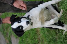 LENCO, Hund, Mischlingshund in Lohra-Reimershausen - Bild 4