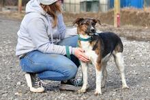 KANSAS, Hund, Mischlingshund in Slowakische Republik - Bild 12