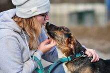 KANSAS, Hund, Mischlingshund in Slowakische Republik - Bild 13