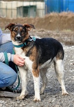 KANSAS, Hund, Mischlingshund in Slowakische Republik - Bild 14