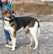 KANSAS, Hund, Mischlingshund in Slowakische Republik - Bild 2