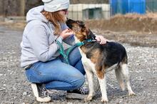 KANSAS, Hund, Mischlingshund in Slowakische Republik - Bild 6