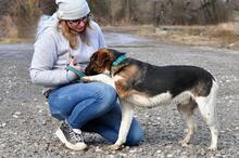 KANSAS, Hund, Mischlingshund in Slowakische Republik - Bild 7