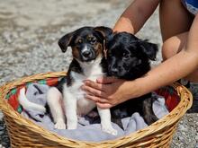 KANSAS, Hund, Mischlingshund in Slowakische Republik - Bild 8