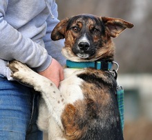 KANSAS, Hund, Mischlingshund in Slowakische Republik - Bild 9