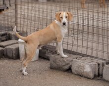 TONI, Hund, Mischlingshund in Kroatien - Bild 10