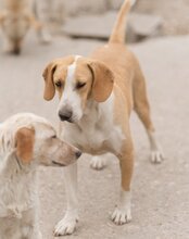 TONI, Hund, Mischlingshund in Kroatien - Bild 11