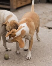 TONI, Hund, Mischlingshund in Kroatien - Bild 12