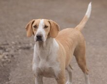 TONI, Hund, Mischlingshund in Kroatien - Bild 13